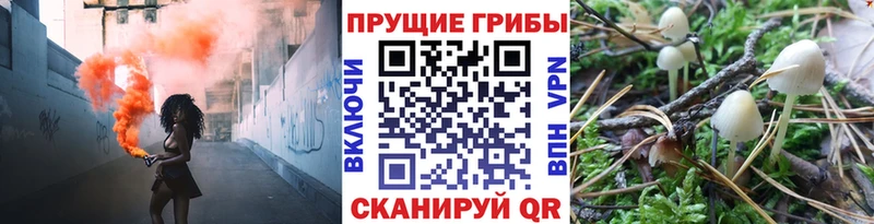 Псилоцибиновые грибы Psilocybe Нерюнгри